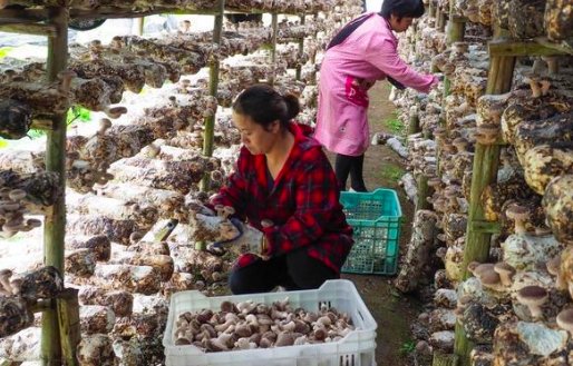 浙江省的哪个县有“中国香菇之乡”的美誉？