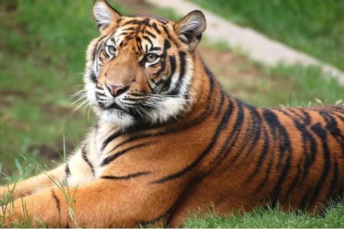 笔老墨秀是形容什么动物的词语？