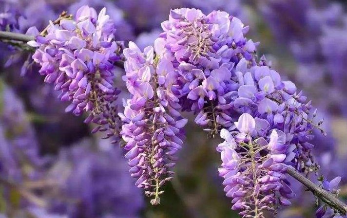 课文解析：每一朵盛开的花就像是一个小小的张满了的帆，帆下带着尖底的舱，船舱鼓鼓的。解析