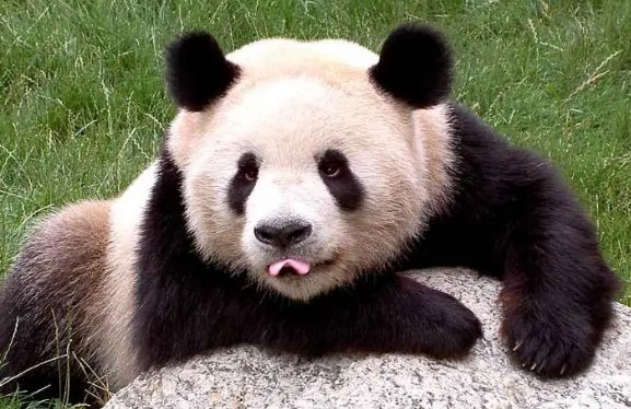 熊的天敌是什么呢?