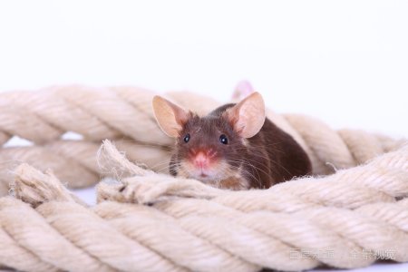 一目十行是什么生肖？