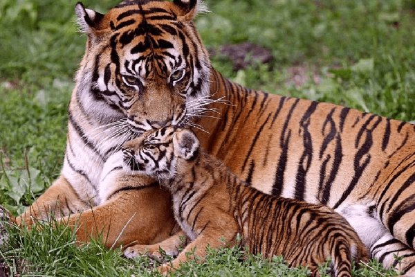 素面朝天打一个正确生肖