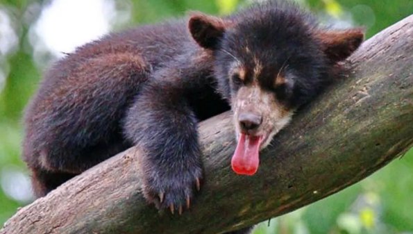 熊的天敌是什么呢?