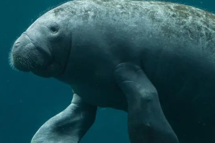 海洋中的海牛与哪个动物是近亲