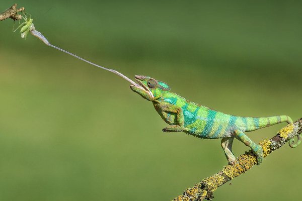 螳螂的天敌是？