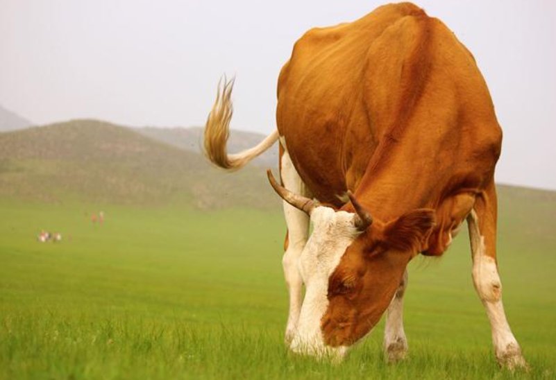 争斤论两打一动物