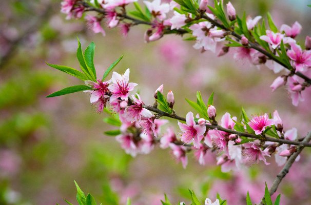 阳春三月的意思
