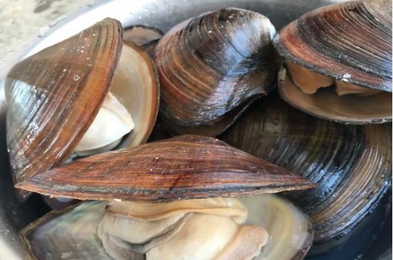 什么叫做“钓蚌”?