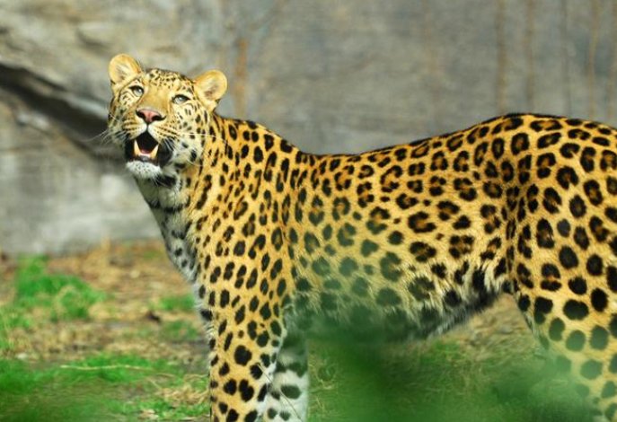 专家判断第三只豹子或已死亡，这么说的根据是什么？