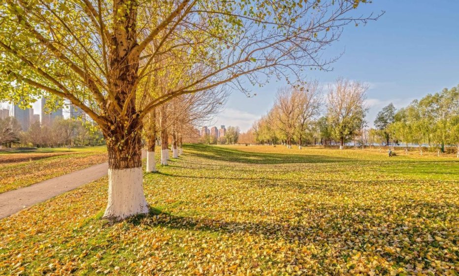 初秋这首诗的意思？