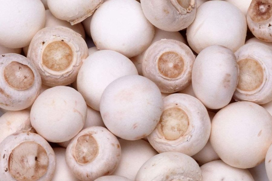 口蘑中的口字来自于哪里