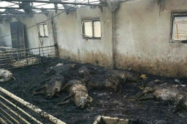 张家界一养猪场起火150头猪被烤焦,造成了多大的经济损失?