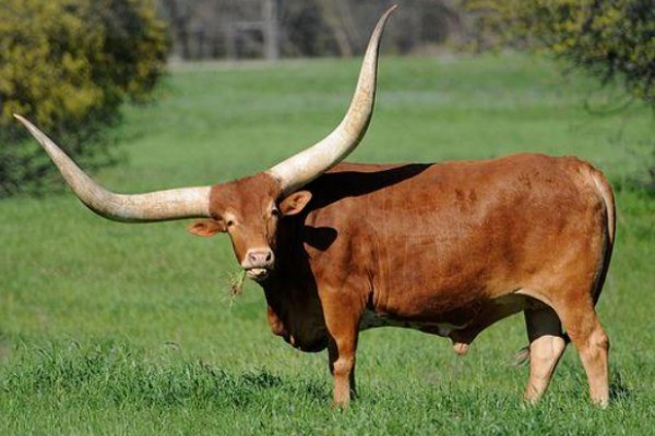 拨云见日是什么生肖动物