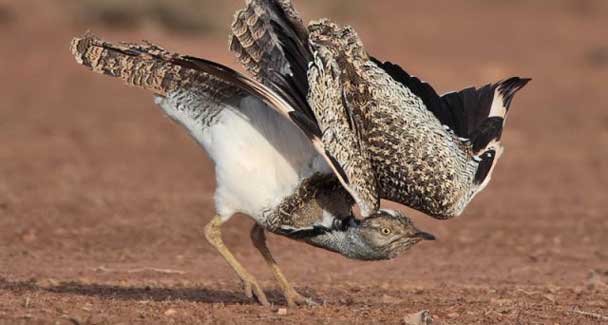 翎颌鸨的生长繁殖