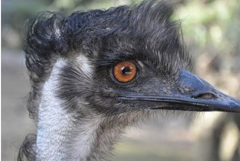 世界最奇怪的七次战争