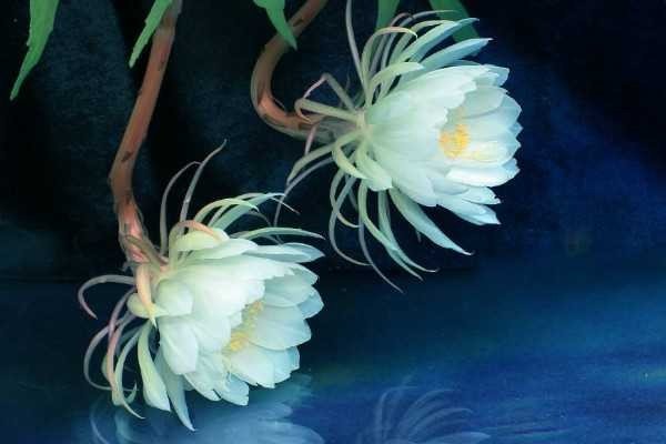 已经灭绝的花有哪些？