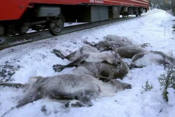 俄罗斯炭疽病毒怎么读