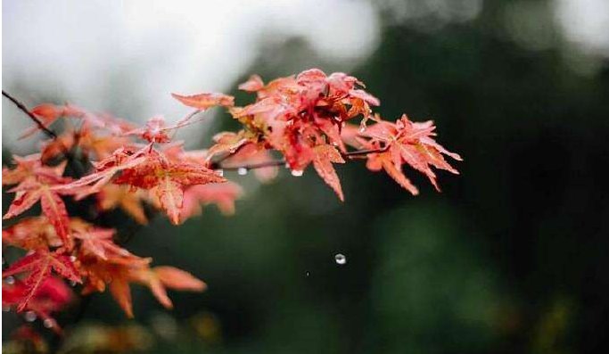 飞花摘叶皆可伤人写的是谁