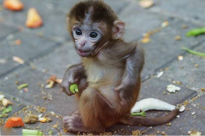 治乱扶危猜生肖