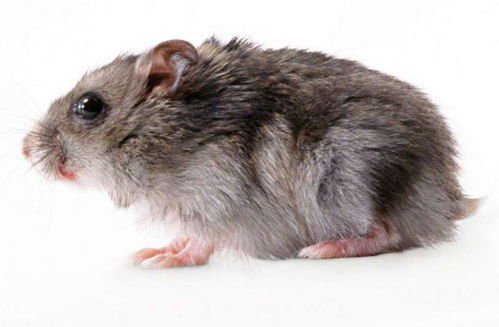 比川剧大师还会变脸,昨天还好好的,一转眼就变脸的生肖有哪些?