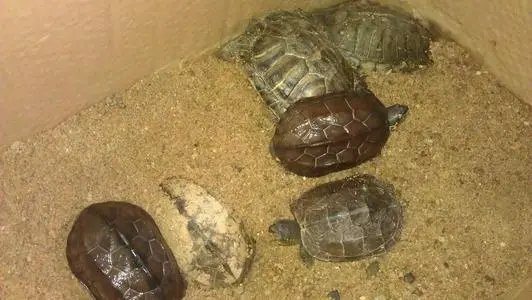 乌龟从湖南快递到东北冻成乌龟干，冬天邮寄这类活物快递应该注意些什么？