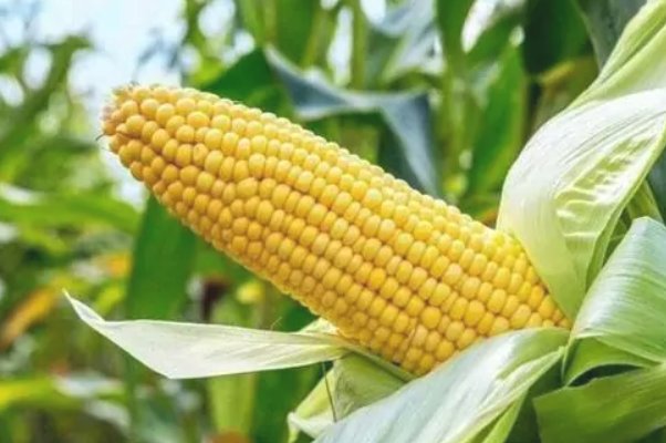 公愆憩止痒玉米地使用方法