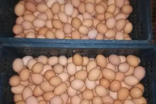 韩国鸡蛋价格暴涨四成,为什么会出现这种情况?