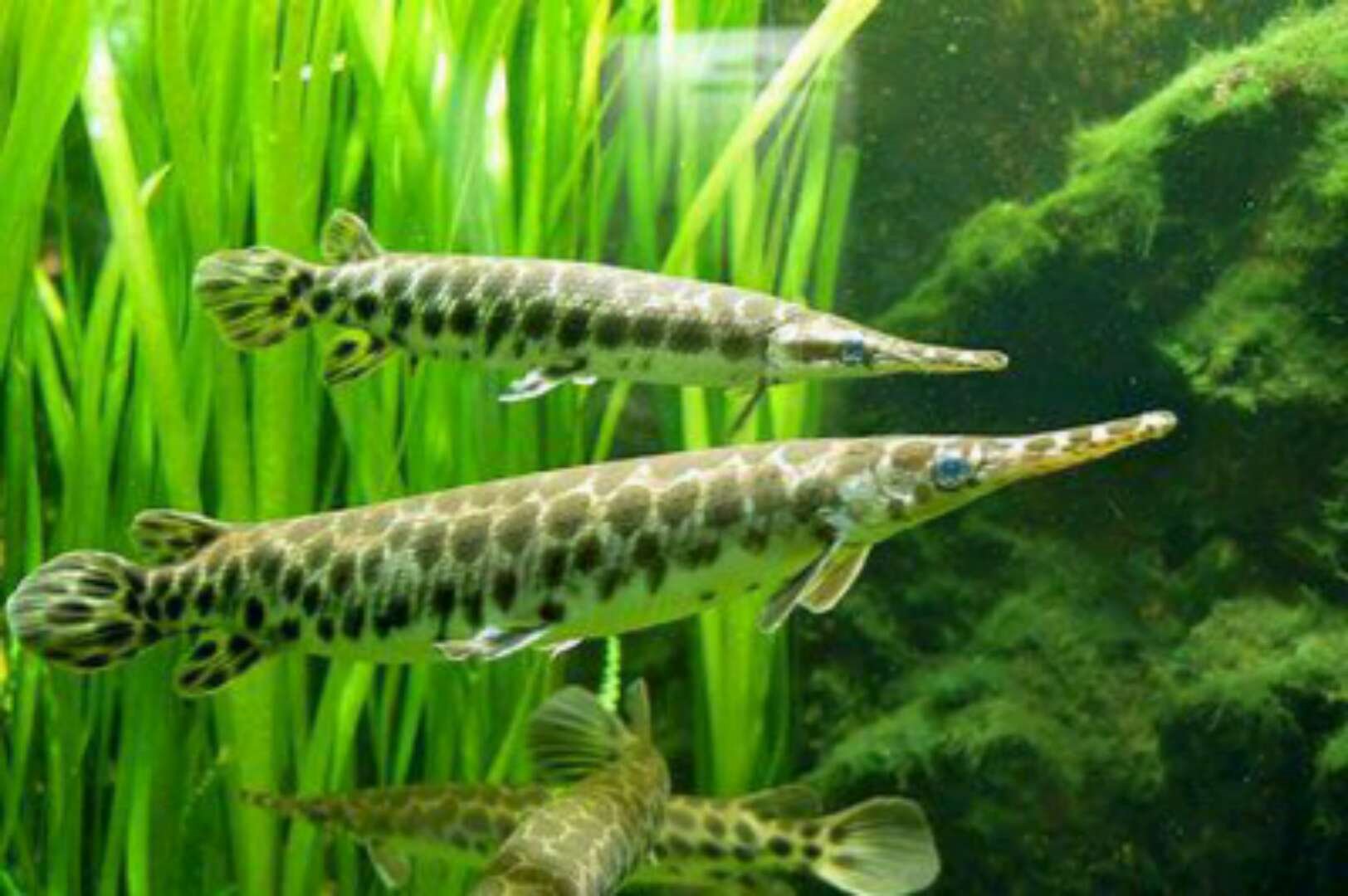 孔雀鱼为什么是雀鳝的天敌