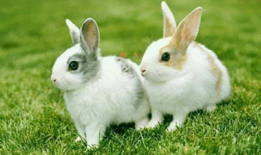 无忧无虑其乐融融是什么生肖