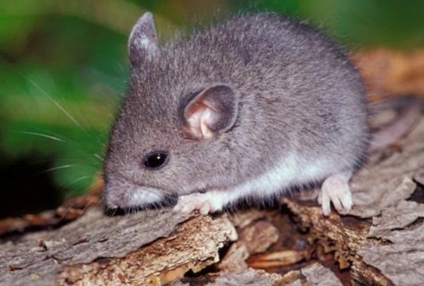 貌不惊人是什么动物打一生肖