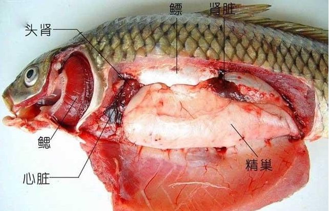 请问鱼的心脏是在鱼的什么部位？