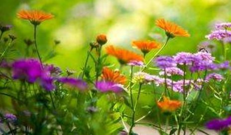 花孩子们在天上的家是怎样的一个家?请通过想象加以描述。