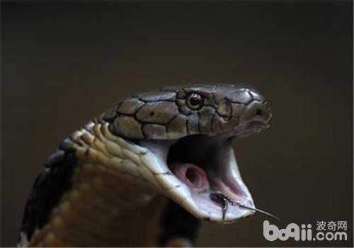 帝皇眼镜蛇王是什么品种？