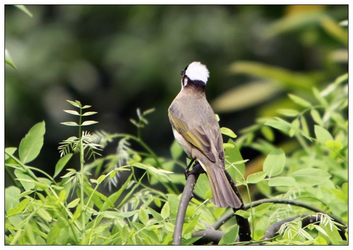 鼠鸟目的该目物种