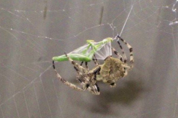 螳螂的天敌是？