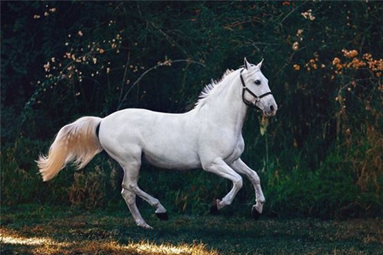 农夫家里出千金是什么生肖？