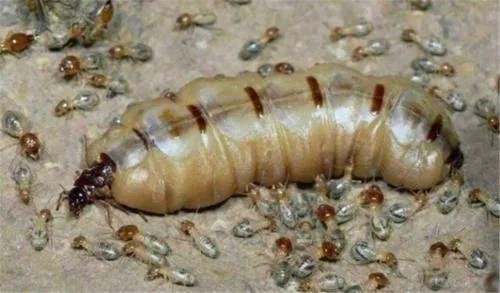 蚁后是谁生出来的