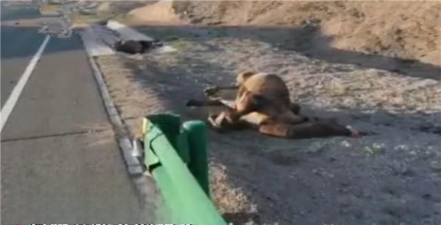 于月仙86版西游记角色 于月仙车辆撞骆驼现场图片