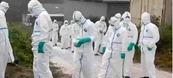 日本已扑杀生猪17万头，日本为何这么做？