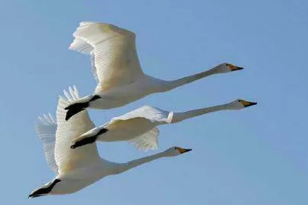 鸿鹄传书一词源自哪个历史故事