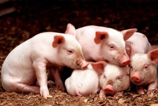 绝处逢生打一准确生肖