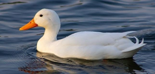 鸭找出18个常见字谜