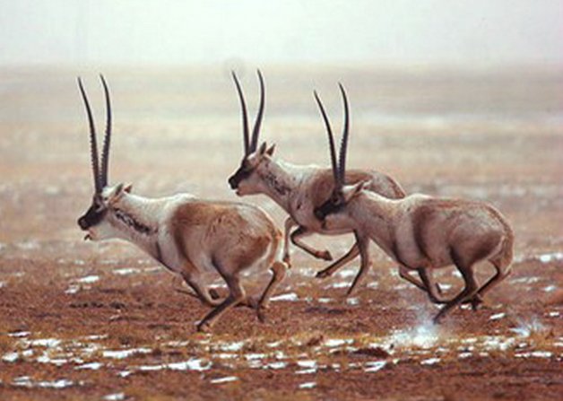 藏羚羊来自于西藏，究竟为什么又被称为长角羊？