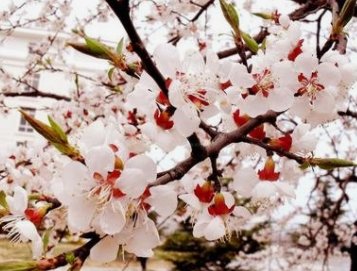 哪种花在古代被称为极地花