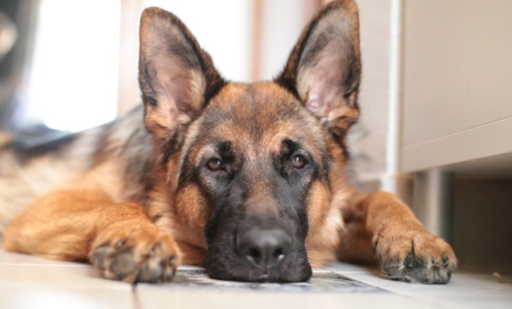 喧嚣一时形容什么动物