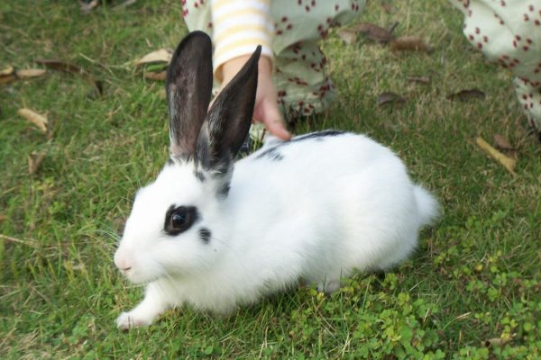 十大最漂亮的兔子品种