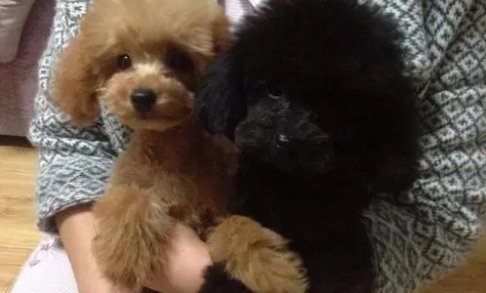 怎么教泰迪狗狗自己上厕所？在训练过程中需要注意什么？