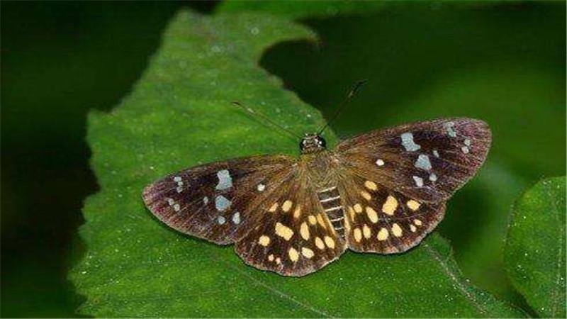 下雨时，蝴蝶在哪避雨？