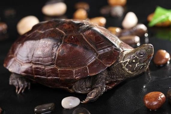 龟鹤之年打一个生肖