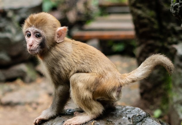 浮文套语什么动物